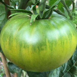 A large Aunty Ruby Green Tomato hanging from the vine