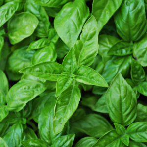 Close up view of the Genovese Basil leaves.