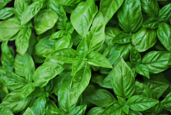 Close up view of the Genovese Basil leaves.