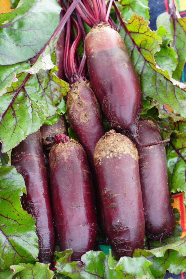 A bunch of Cylindra Beetroots just picked from the garden