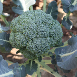 Calabrese Organic Broccoli head still on the plant in the garden