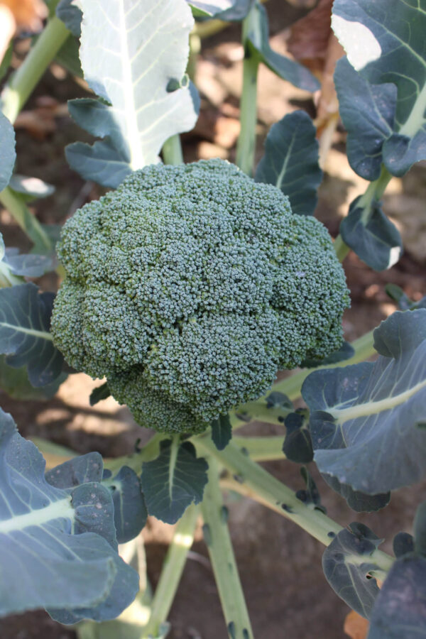 Calabrese Organic Broccoli head still on the plant in the garden