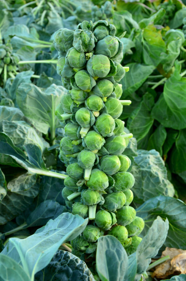 Brussels Sprout bush showing all the leafy green heads