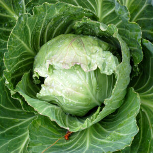 Topical photo of an Early Jersey Wakefield cabbage still in the garden with its leaves open