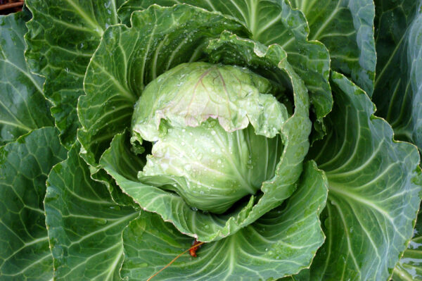 Topical photo of an Early Jersey Wakefield cabbage still in the garden with its leaves open