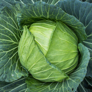 A Golden Acre Cabbage with light green leaves in the centre fanning our with its lovely darker green leaves.