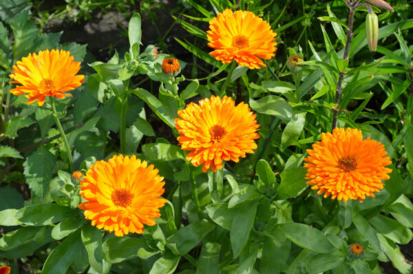 Calendula with its bright orange flowers in the garden