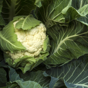 Close up of Snowball Cauliflower with leaves over part of head