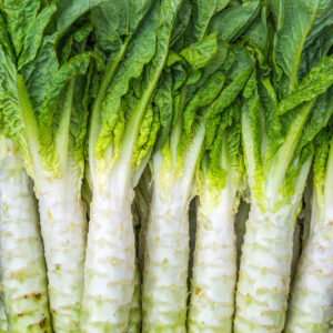 A group of harvested Celtuce stems in a row with green leaves on a white background