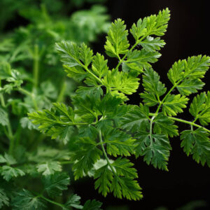 The Winter Chervil in the evening light on a black background