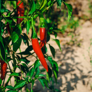 Cayenne Red Chillies on a bush