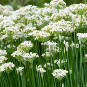 a bed of garlic chives with their prolific white flowers all open