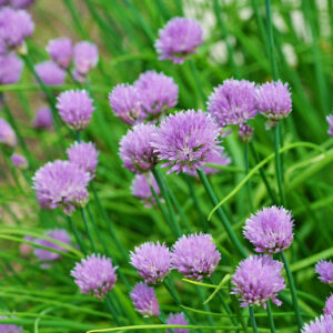 Chives with purple flowers in a garden