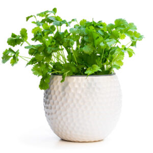This Pot Selection Coriander plant in a beautiful white pot