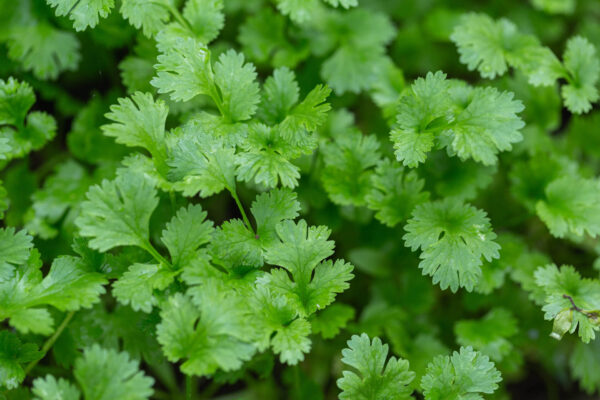 Up close of the green coriander leaves in the garden