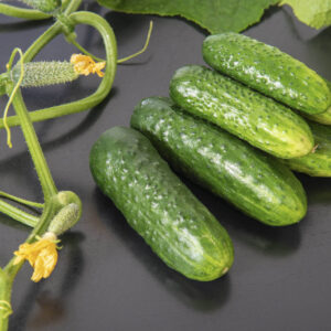 National Pickler cucumbers and tendrils on a black table