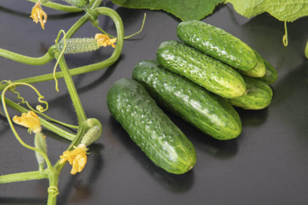 National Pickler cucumbers and tendrils on a black table