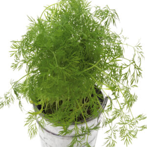 A Compatto Dill plant in a metal pot on a white background