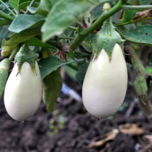Two Casper eggplants hanging from the bush with the ground as background