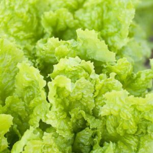 Australian Yellow leaf lettuce