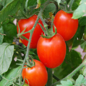 Amish Paste tomatoes hanging from a vine