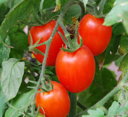 Amish Paste tomatoes hanging from a vine