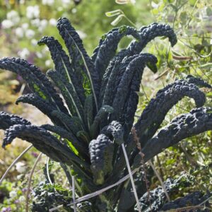 Black Toscana Kale plant in the garden