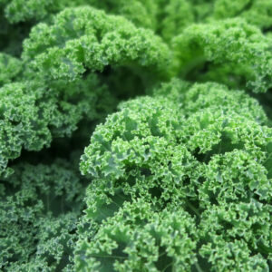 Dwarf Green Kale up close with fluffy green leaves