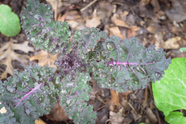 Topical view of Red Russian Kale in the garden.