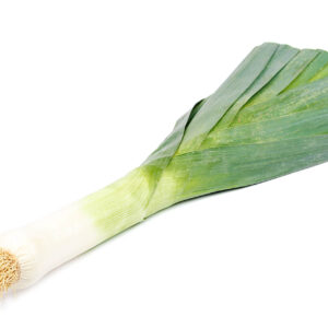 A freshly harvested long American Flag leek with a white backgound