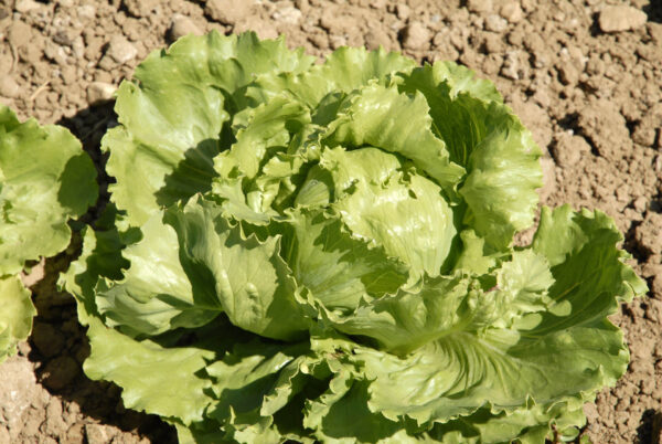 A single Great Lakes Lettuce in the ground.
