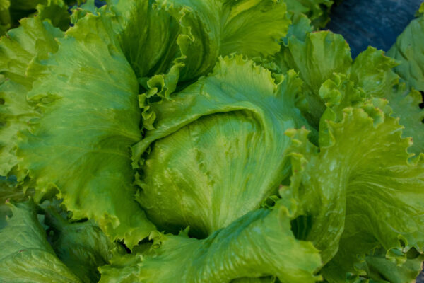 Close up of Iceberg Lettuce