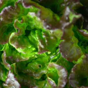 Close up of the Mignonette Bronze lettuce leaves