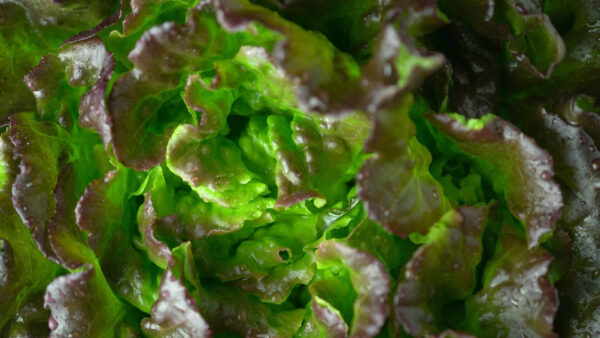 Close up of the Mignonette Bronze lettuce leaves