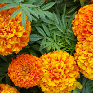 Crackerjack Marigolds in the garden with their yellow and orange large flowers