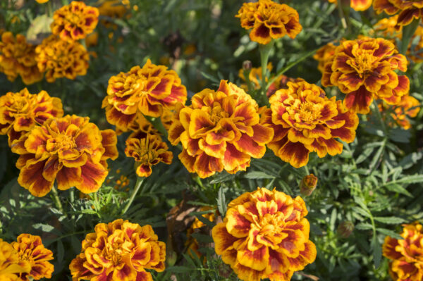 bunch of fiesta marigold flowers on the bush