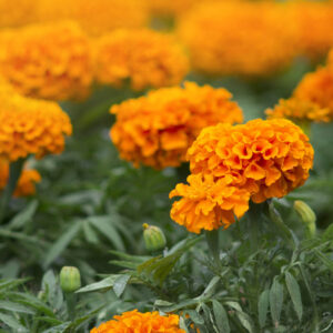 Hawaii Marigolds in the garden with their orange flowers facing the sun