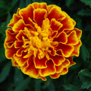 one large honeycomb marigold flower head