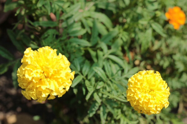 little lemon drop flowers on a marigold bush