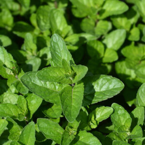 Beatiful vibrant green leaves of the peppermint in the garden