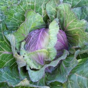 Beautiful Purple Savoy cabbage in the garden waiting to be picked