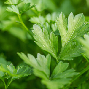 Close up of Italian Parsley leaf on the plant.