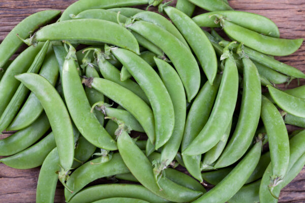 Harvested Cascadia Sugarsnap peas in a pile on the table