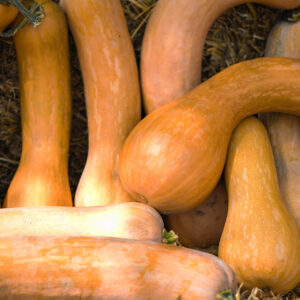 a group of Crookneck pumpkins laying together