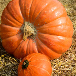 Dills Atlantic Gigantic Pumpkin with its smaller cousin in front of it