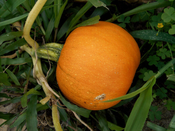 Pumpkin Small Sugar on the vine