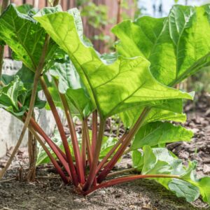 Stalks of Victoria Rhubarb still in the ground ready to pick
