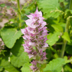 The stunning purple flower of the Clary Sage plant still in the garden with the green leaves underneath.
