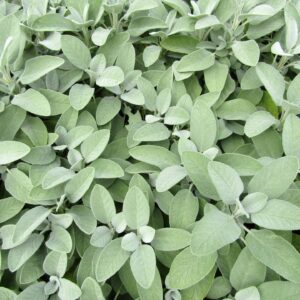 Stunning light green-grey Sage leaves on the plant