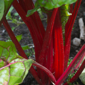 Close up of Chard Ruby silverbeet stems growing from the ground